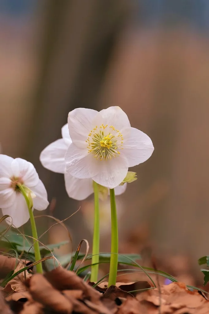 Fleurs d'hellébore blanche 