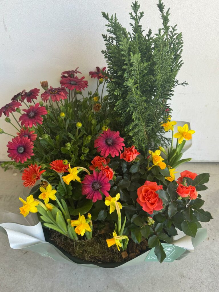 coupe de plantes colorées